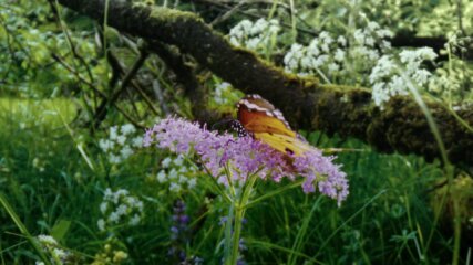 Julia Martinez (Dobler) | MAP Berlin