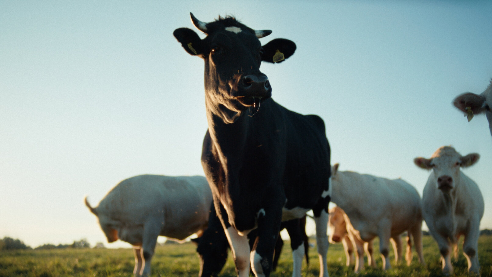 Florian Oettinger | MAP Berlin