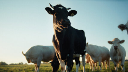 Florian Oettinger | MAP Berlin